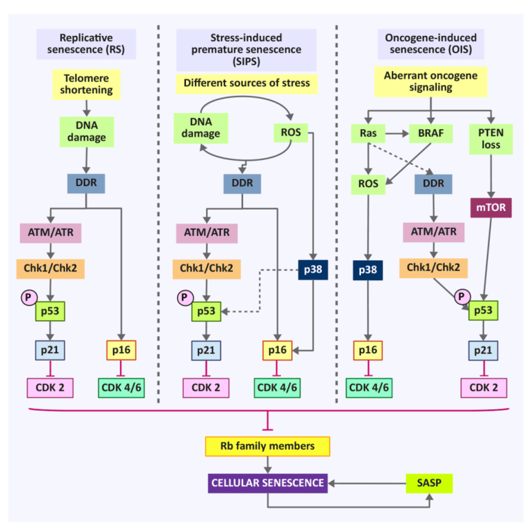Understanding molecular mechanisms of cellular senescence and skin ...